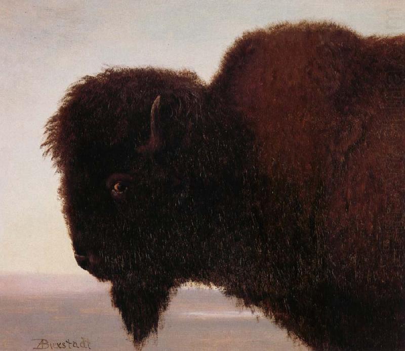 Albert Bierstadt Buffalo Head china oil painting image